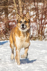 portrait of a dog. A stray dog. A mongrel dog. a dog on a walk in winter.