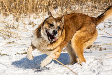 portrait of a dog in winter nature.