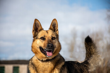 Naklejka premium portrait of a dog. A stray dog. A mongrel dog. a dog on a walk in winter.