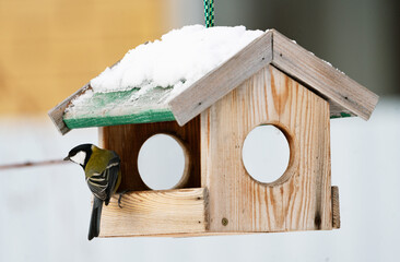 Birds in winter eat seeds from a feeder in their natural habitat.