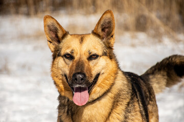 portrait of a dog. A stray dog. A mongrel dog. a dog on a walk in winter.