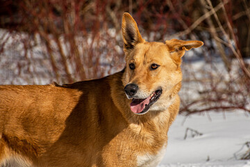 portrait of a dog in winter nature.
