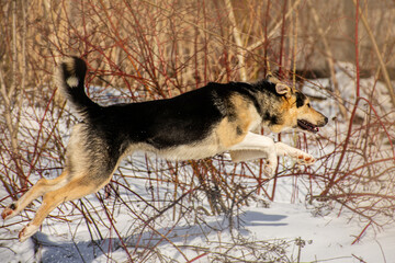 the dog runs fast. a dog runs through the snow
