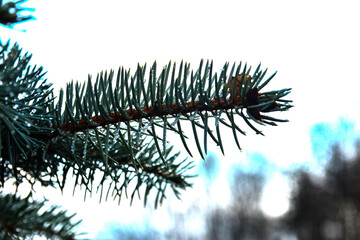 natural background branch blue spruce .Blurred focus image.