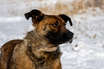 portrait of a dog in winter nature.