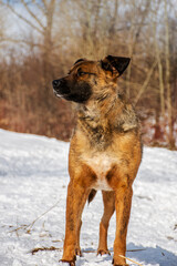 portrait of a dog. A stray dog. A mongrel dog. a dog on a walk in winter.