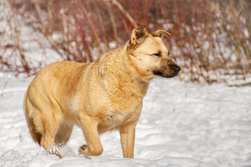 portrait of a dog. A stray dog. A mongrel dog. a dog on a walk in winter.