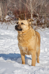 portrait of a dog. A stray dog. A mongrel dog. a dog on a walk in winter.