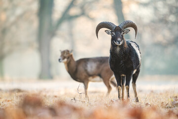 European Mouflon - Ovis orientalis musimon, beautiful primitive sheep with long horns from European forests and woodlands, Czech Republic.