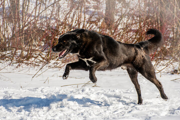 portrait of a dog. A stray dog. A mongrel dog. a dog on a walk in winter.