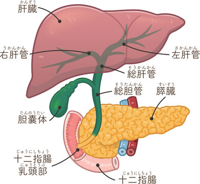 肝臓・膵臓・胆嚢・胆道のイラスト