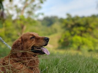golden retriever in the grass, spring day full nature, resting dog in the outdoors