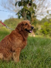 golden retriever in the grass, spring day full nature, resting and stand dog in the outdoors
