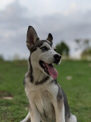 portrait of a husky puppy resting the grass in a spring day