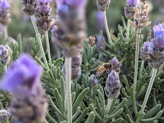 macro shot of a bee inside lavender plants in the garden, in puebla, mexico