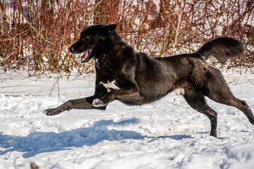 portrait of a dog. A stray dog. A mongrel dog. a dog on a walk in winter.