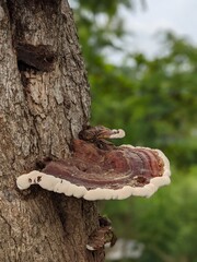 brown gigant mushrooms on tree in tropical jungle in oaxaca, mexico