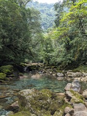 mountain river in the forest
