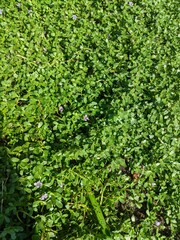 Obraz premium green ivy leaves, beach grass