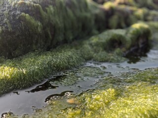 wet keelp in the beach with water in the state of veracruz, mexico, america