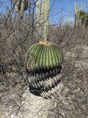 cactus in a mexican desert in the state of puebla, zapotitlan of salinas, national park, biosphere reserve in the spring season