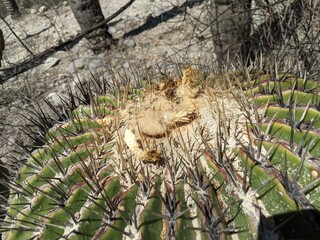 macro shot of a cactus in the desert of puebla, in the desert of tehuacan - cuicatlan national park in mexico, latinomerican desert