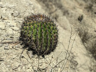 portrait photo of a cactus in a mexican desert in the state of puebla, zapotitlan of salinas, national park, biosphere reserve in the spring season