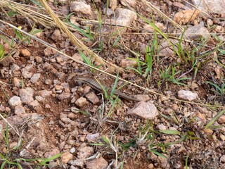 The Western Girdled Lizard, Zonosaurus laticaudatus, moves through the leaves on the ground. Madagascar