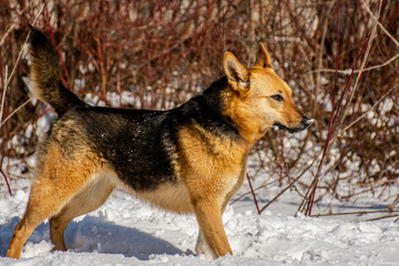 Portrait of a dog in winter nature. A dog on a walk in winter.