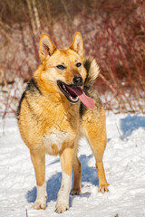 Portrait of a dog in winter nature. A dog on a walk in winter.