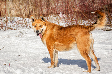 Portrait of a dog in winter nature. A dog on a walk in winter.