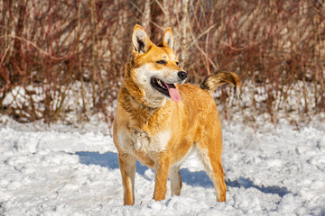 Portrait of a dog in winter nature. A dog on a walk in winter.