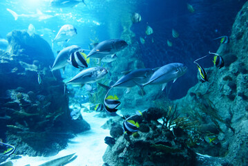 Fototapeta na wymiar Marine ecosystem with tropical fish and reef in the deep sea