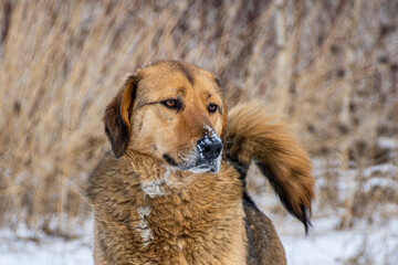 Portrait of a dog in winter nature. A dog on a walk in winter.