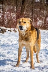 Portrait of a dog in winter nature. A dog on a walk in winter.