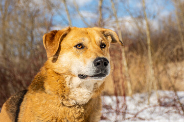 Portrait of a dog in winter nature. A dog on a walk in winter.