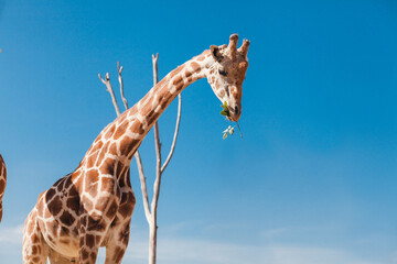 giraffe in National park wild life