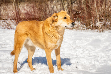 Portrait of a dog in winter nature. A dog on a walk in winter.
