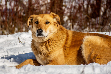 Portrait of a dog in winter nature. A dog on a walk in winter.