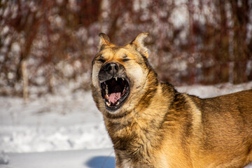 dog yawns close-up
