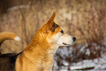 Portrait of a dog in winter nature. A dog on a walk in winter.