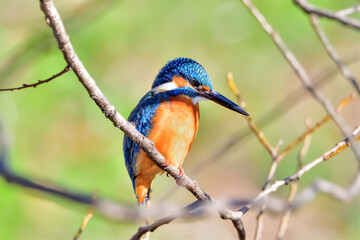 カワセミ(Kingfisher)　