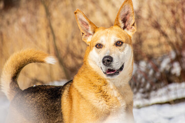 Portrait of a dog in winter nature. A dog on a walk in winter.