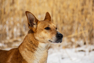 Portrait of a dog in winter nature. A dog on a walk in winter.