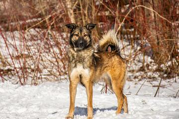 Portrait of a dog in winter nature. A dog on a walk in winter.