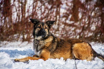 Portrait of a dog in winter nature. A dog on a walk in winter.