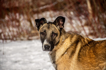 Portrait of a dog in winter nature. A dog on a walk in winter.