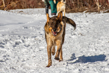 Portrait of a dog in winter nature. A dog on a walk in winter.