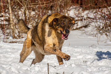 Portrait of a dog in winter nature. A dog on a walk in winter.