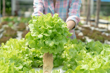 Organic farming, salad farm. Farmers harvest salad vegetables into wooden boxes in rainy. Hydroponics vegetable grow naturally. greenhouse garden, Ecological Biological, Healthy, Vegetarian, ecology..